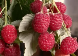 Characteristics and description of the best varieties of raspberries
