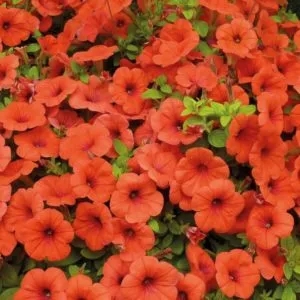 Description, varieties, cultivation of petunia Gioconda