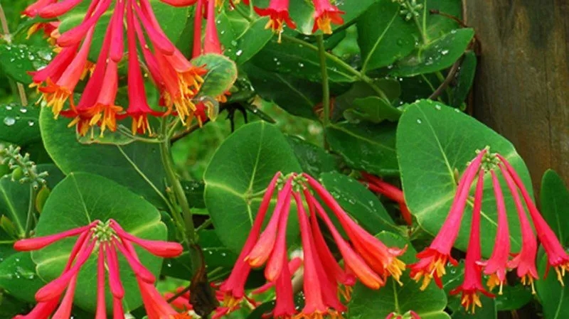 Description, cultivation and use of honeysuckle Brown Dropmore Scarlet