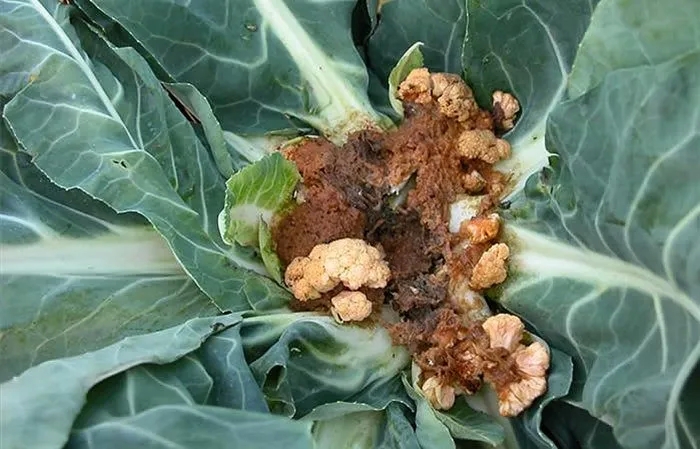 Diseases and pests of cauliflower and methods of control