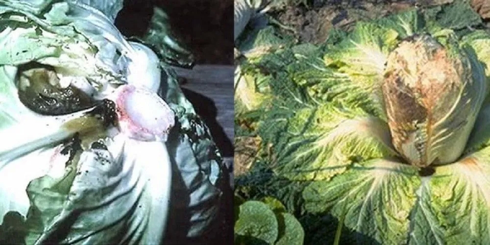 Diseases and pests of Chinese cabbage