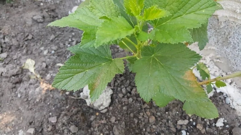 Diseases and pests of currants, methods of control, preventive measures