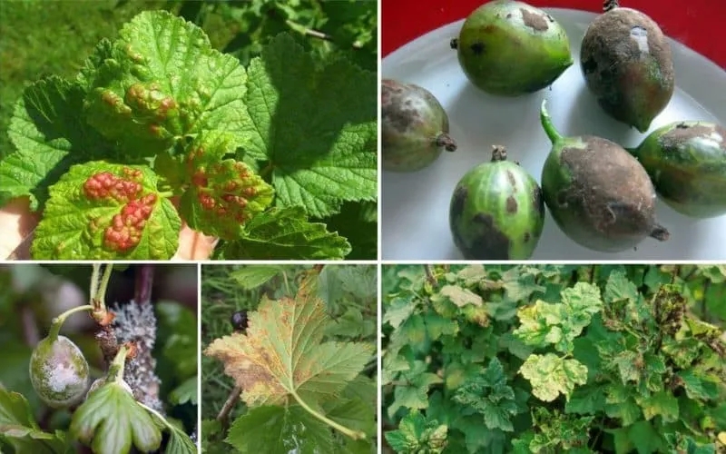 Diseases and pests of gooseberries and methods of control