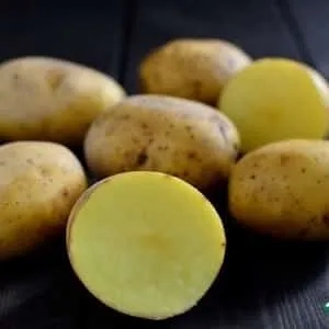 Easy-to-care-for and high-yielding potato variety "Agatha"