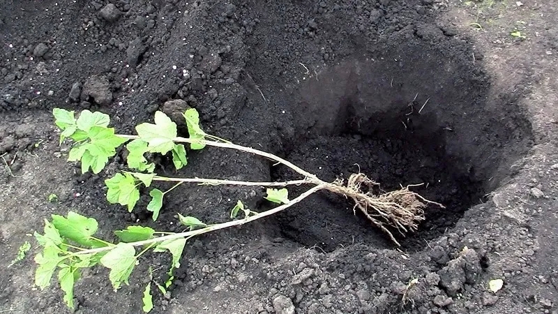 Favorable conditions for growing berries: what kind of soil does gooseberry like and how to properly enrich it