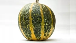 Features of growing naked-seeded pumpkin and what seeds are worth paying attention to