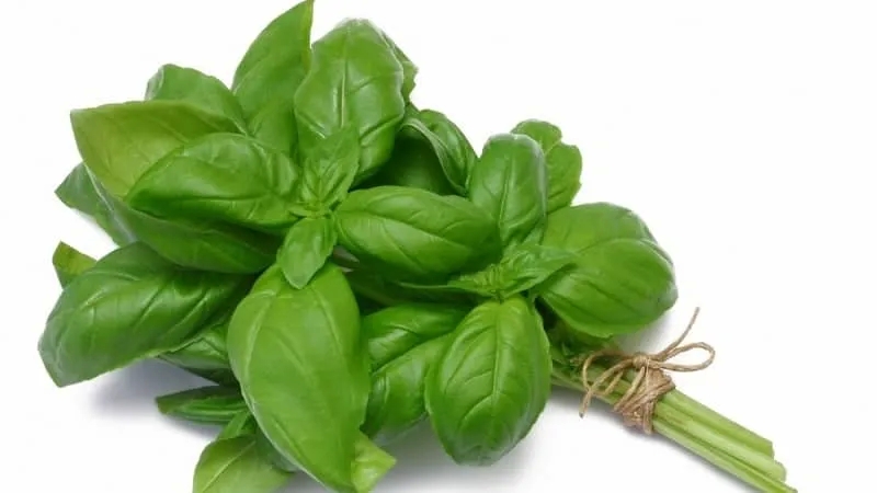 Green basil - benefits and harms