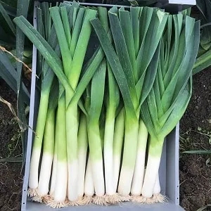 Growing leeks in open ground and caring for them from planting to harvesting