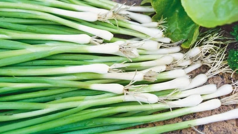 High-yielding onion variety with amazing taste "Parade"