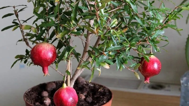 How and what to feed pomegranate at home