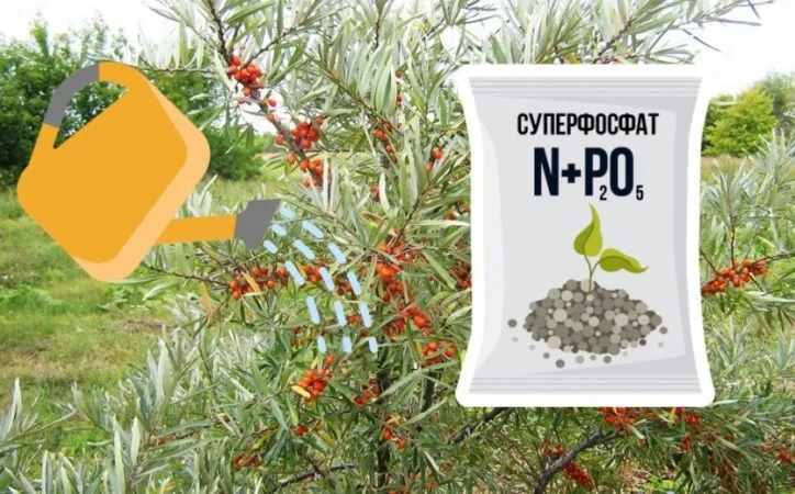 How and what to feed sea buckthorn in summer: a guide for novice gardeners