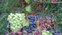 How and what to use to properly fertilize grapes in autumn