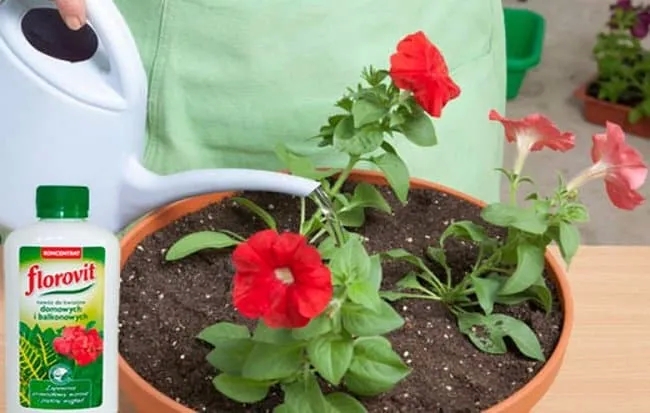 How and when to feed petunias for lush flowering
