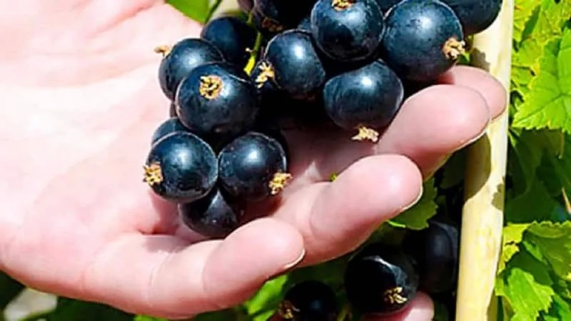 How and when to harvest blackcurrants correctly