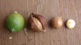 How Macadamia Nuts Are Good for the Body