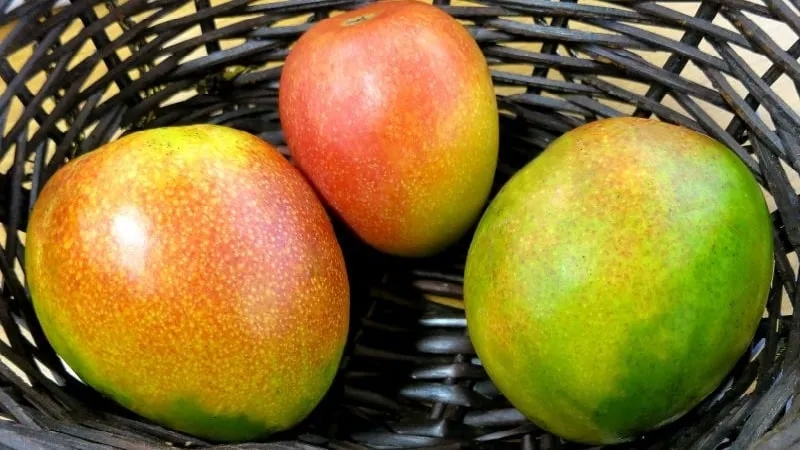 How to determine the ripeness of a mango and ripen the fruit at home