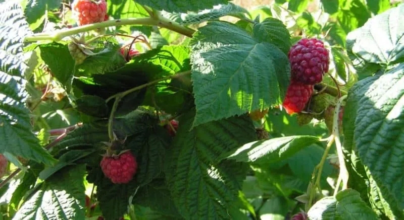 How to Fertilize Raspberries with Ash in Summer: Instructions
