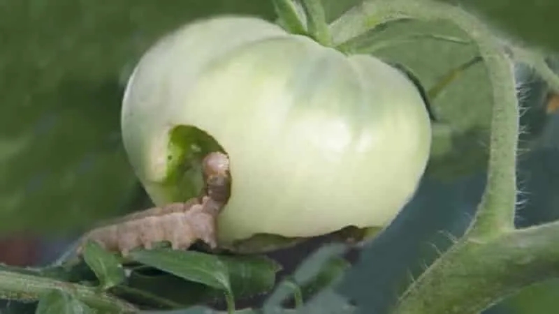 How to Fight Caterpillars on Tomatoes in a Greenhouse