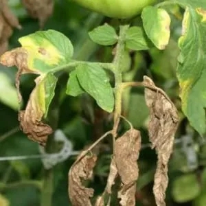 How to fight late blight on tomatoes in a greenhouse using folk methods: the best ways to treat and prevent the disease