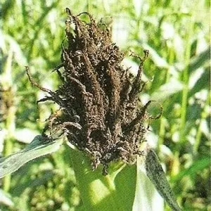How to Fight the Most Dangerous Corn Pests and Diseases