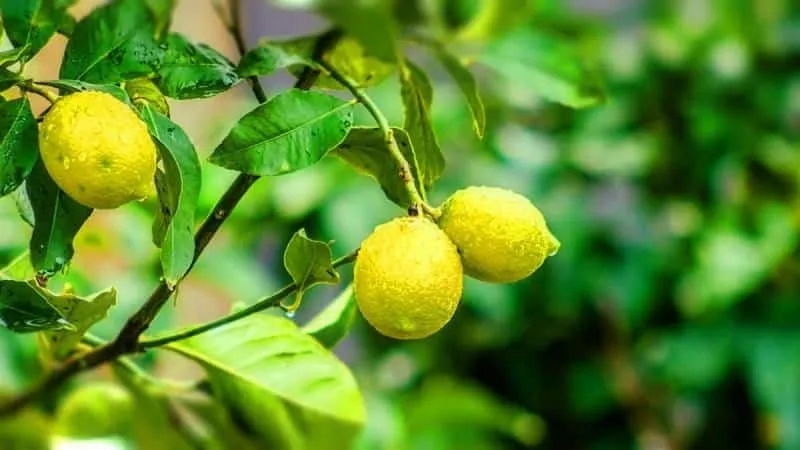 How to grow a lemon from a seed at home: planting, care, nuances and mistakes