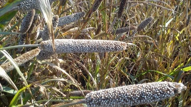 How to grow African millet in open ground and use it in the farm