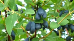 How to Grow Honeysuckle from a Berry: Step-by-Step Instructions
