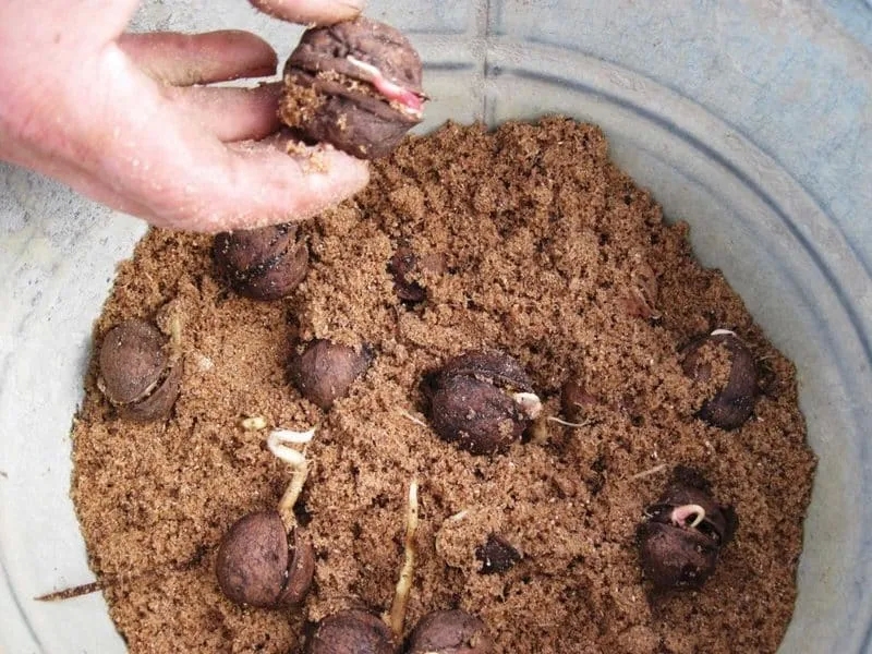 How to grow walnuts at home