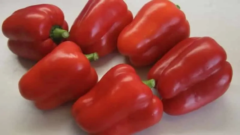 How to plant and grow red large hybrid pepper "Ombrone"