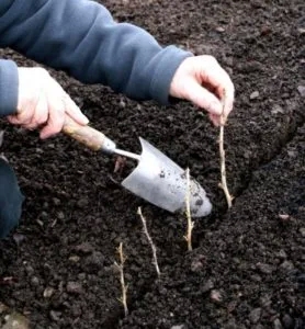 How to Propagate a Pear Tree by Cutting in Summer: Step-by-Step Instructions and Helpful Tips