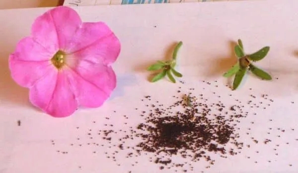 How to Properly Collect Petunia Seeds at Home