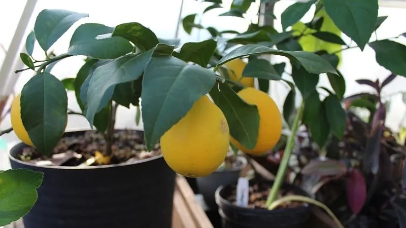 How to properly graft a lemon at home so that it does not get sick and bears fruit