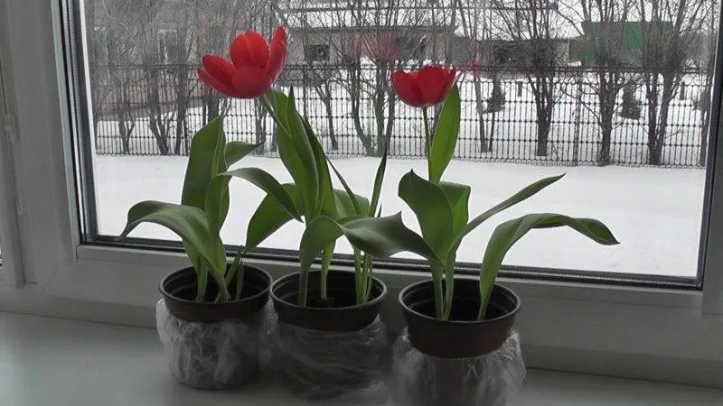 How to Properly Grow Tulips in a Pot at Home