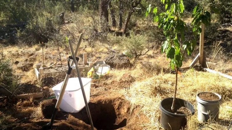 How to Properly Plant Cherry Trees in the Fall: Instructions for the Beginner Gardener
