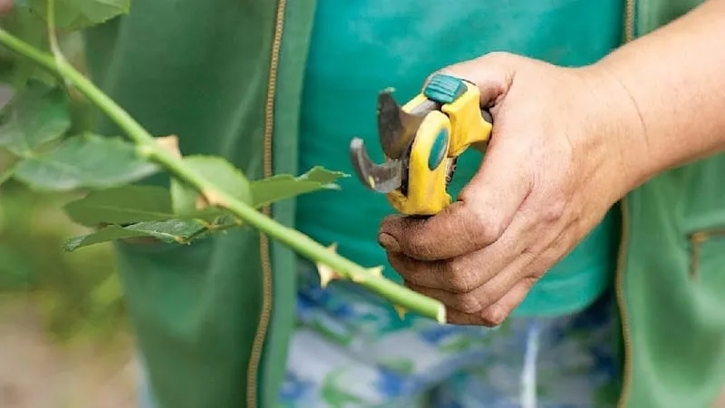 How to Properly Produce Rose Cuttings in Summer in July: Step-by-Step Instructions