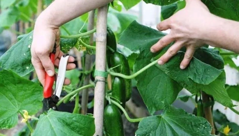 How to properly trim cucumber leaves in a greenhouse and is it necessary to do this?