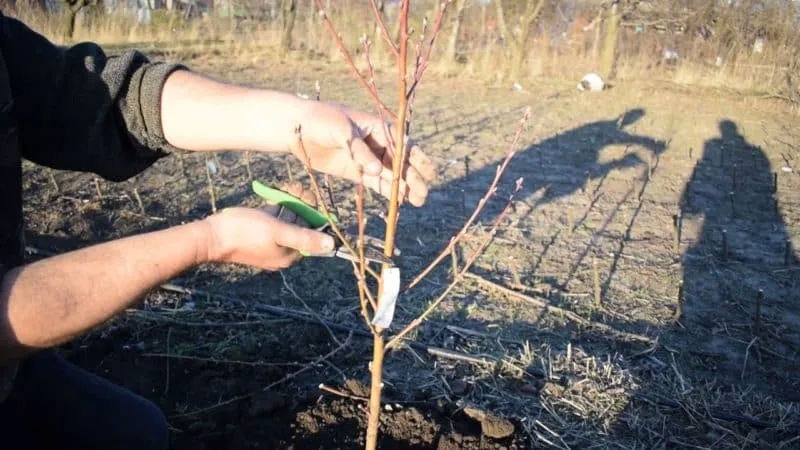 How to prune a peach tree in spring and why it is so important