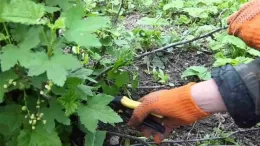 How to prune currants in summer and why it is necessary