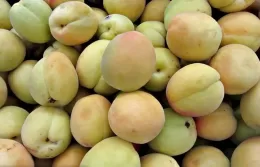 How to Ripen Green Peaches at Home