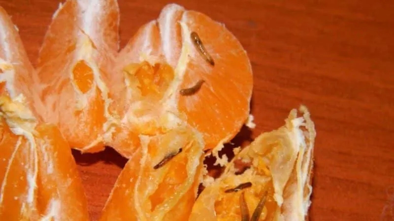 How to save tangerines from worms and diseases