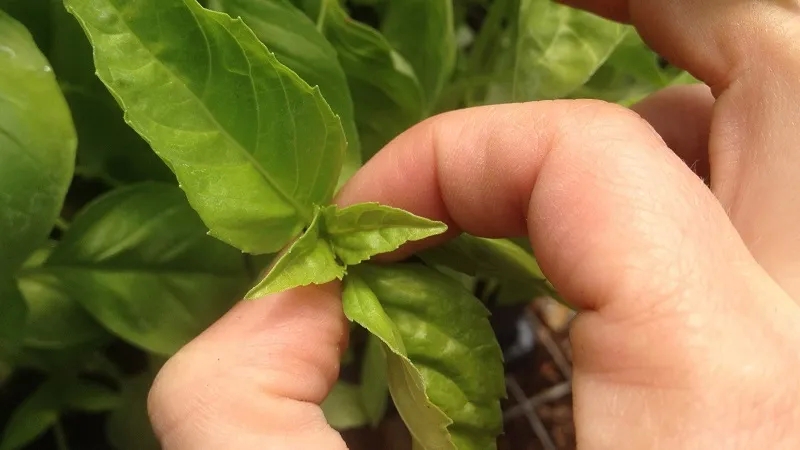 How to save yourself from pepper pests in a greenhouse