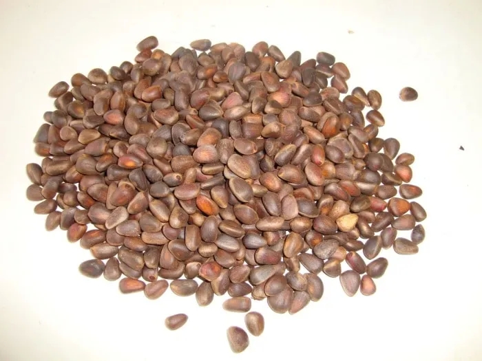 How to sprout pine nuts at home