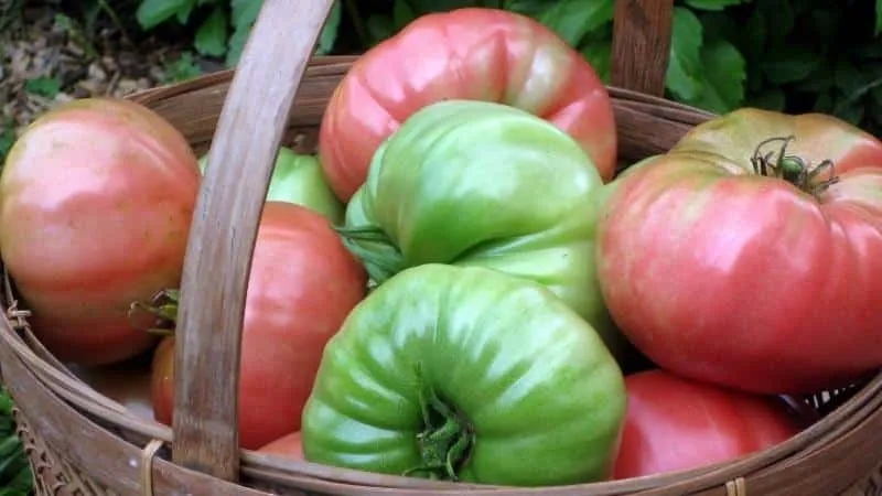 How to store tomatoes so that they turn red: speed up ripening and keep the vegetable fresh for a long time