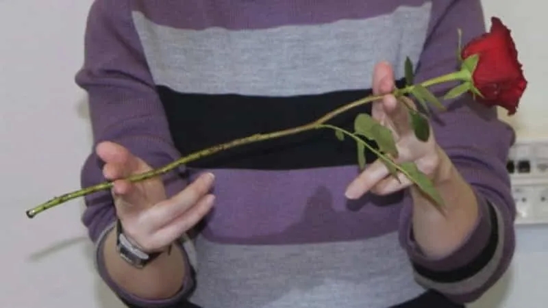 Instructions for novice gardeners: how to root a rose from a bouquet at home