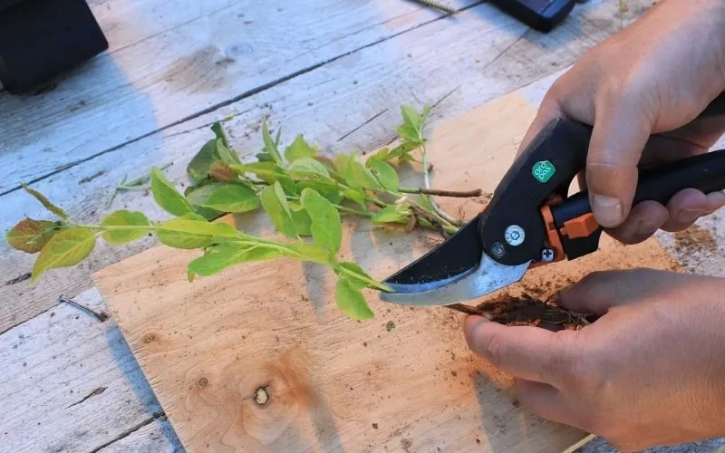 Instructions for propagating plums by cuttings in summer: from preparing cuttings to caring for the seedling