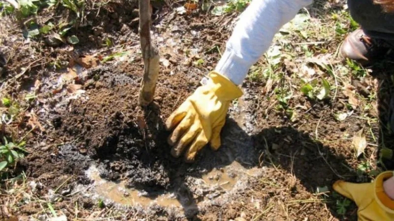 Is it possible to plant cherries in July and how to do it correctly: instructions and advice from experienced gardeners
