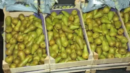 Is it possible to ripen pears at home and how to do it