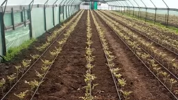 Let's figure out what to do if tomatoes burn in a greenhouse - how to save your harvest