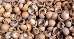 Macadamia Nut Shells - Health Benefits and Uses