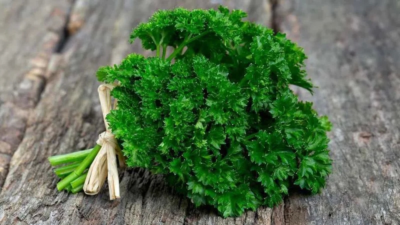 Medicinal properties of parsley and contraindications for use